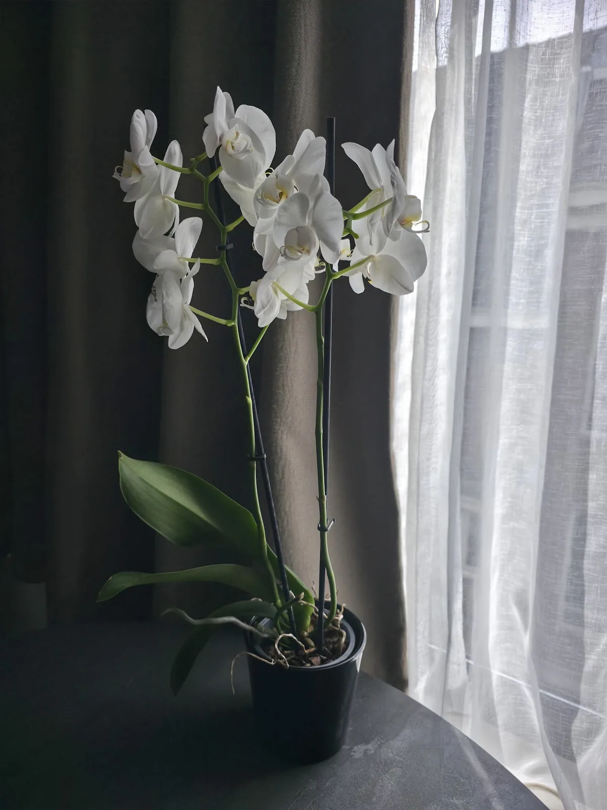 Artist House Amsterdam – bed & breakfast in Amsterdam-Centrum (foto 1)