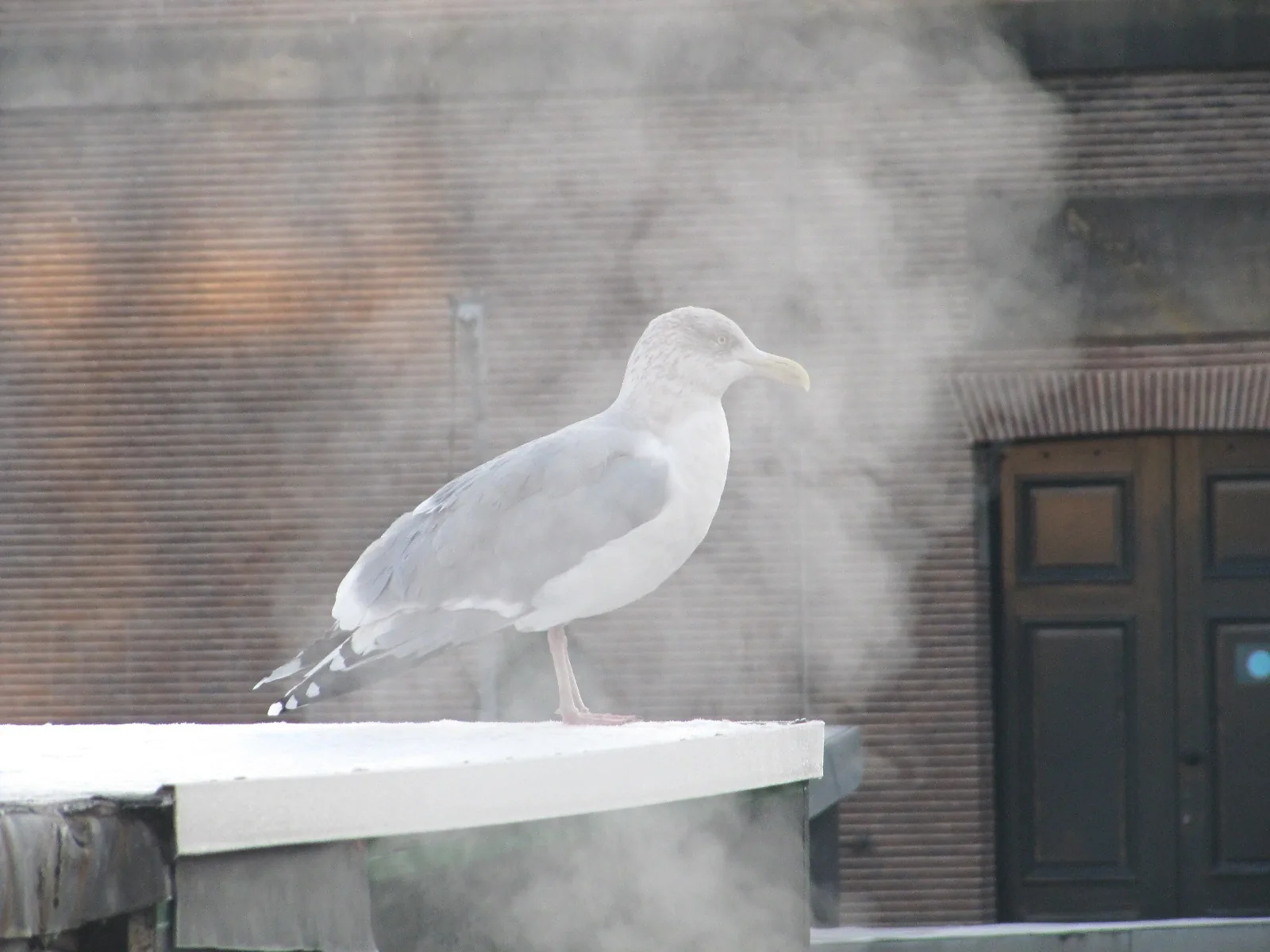 Houseboat Under The Mill – bed & breakfast in Amsterdam Oud-West (foto 6)