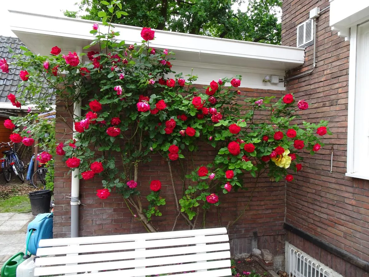 Xaviera's Bed and Breakfast – bed & breakfast in Amsterdam Oud-Zuid (foto 6)